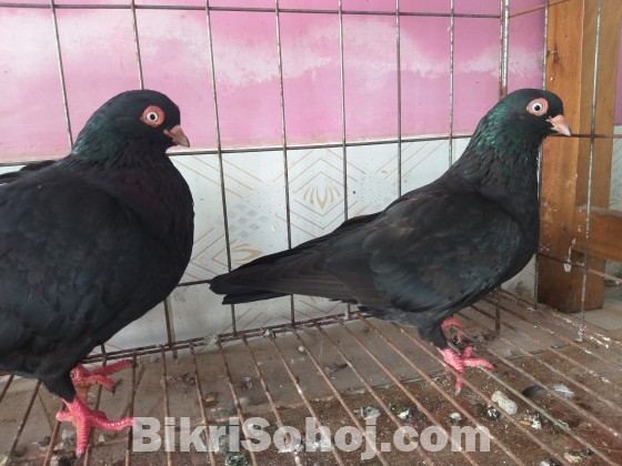 ময়নাঝাক রানিং